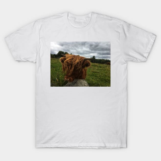 Scottish Highland Cattle Calf 2055 T-Shirt by SaarelaHighland